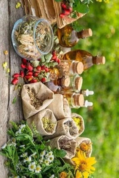Équilibre & Vitalité – Conseil en naturopathie